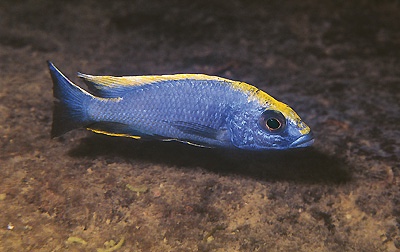 Otopharynx lithobates 'Zimbawe Rock'